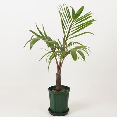 パームツリー・ヤシPalm Tree - ハワイアン・セレクトショップ