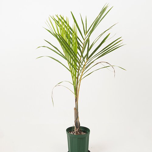 ［限定特別入荷］トックリヤシモドキ Bottle Palm・6号／HGPL-691 - ハワイアン･セレクトショップ | Lani Hawaii  (ラニハワイ)