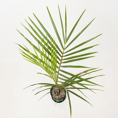 入荷待ち］トックリヤシモドキ Bottle Palm・6号／HGPL-691