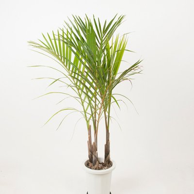 パームツリー・ヤシPalm Tree - ハワイアン雑貨、プルメリアやハワイ