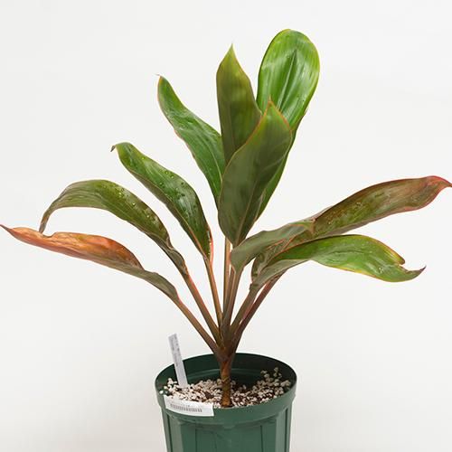 鉢数限定!!!Premium種〕Orange Streak〔オレンジストリーク〕園芸品種