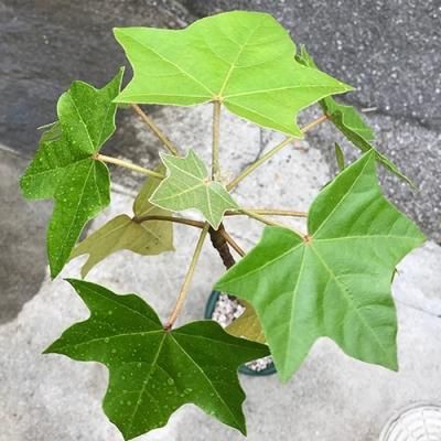 ククイKukui - ハワイアン・セレクトショップ | Lani Hawaii (ラニハワイ)