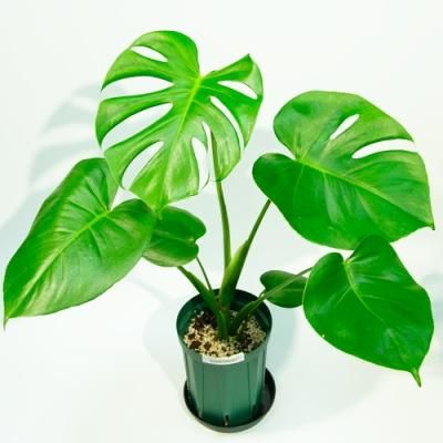 プルメリア、観葉植物の販売・通販：ラニハワイカフェ
