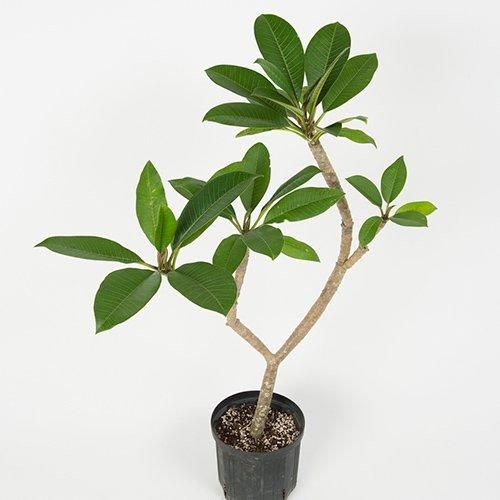 ⭐️プルメリア７品種⭐️７株セット鉢ごと発送 ⭐️プルメリア7品種⭐️7株セット鉢ごと発送 ⭐️プルメリア7