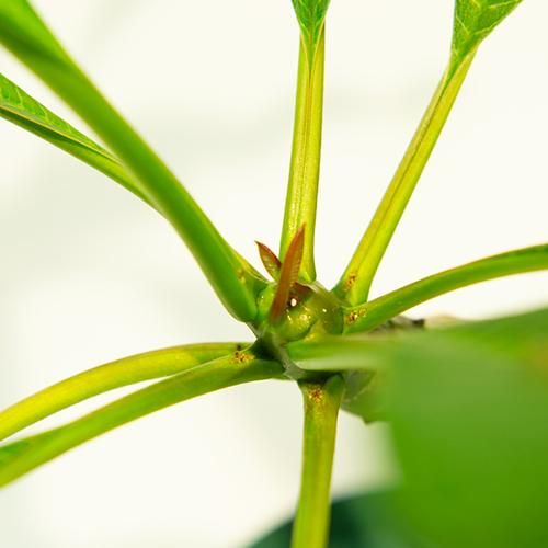 Plumeria／プルメリア［プルメリア鉢植え(5号鉢)］／HGPL-404H_5