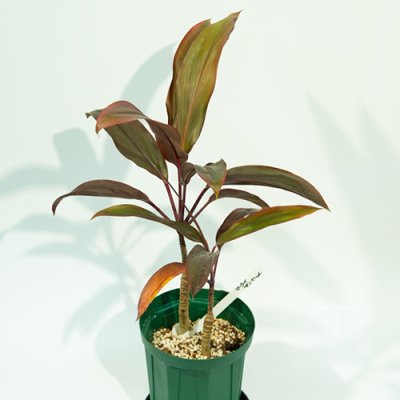 プルメリア、観葉植物の販売・通販：ラニハワイカフェ