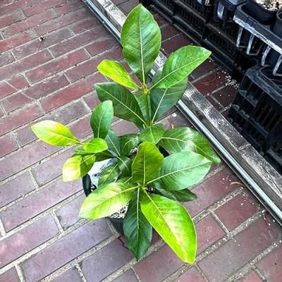 お得な植物Special Sale! - ハワイアン・セレクトショップ | Lani