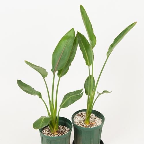 ストレチアレギネ バードオブパラダイス 極楽鳥花 Manu Palekaiko Bird Of Paradise 6号l Hgpl 77 ハワイアン雑貨 プルメリアやハワイ植物の通販専門店 Lani Hawaii ラニハワイ ストレチアレギネ バードオブパラダイス 極楽鳥花 Manu Palekaiko Bird Of Paradise 6号l Hgpl 77 ハワイアン雑貨 プルメリアやハワイ植物の通販専門店 Lani Hawaii ラニハワイ