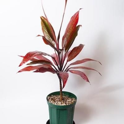 商品検索 - ハワイアン・セレクトショップ | Lani Hawaii