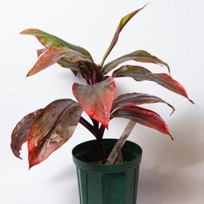 ティTi, Ki - ハワイアン・セレクトショップ | Lani Hawaii