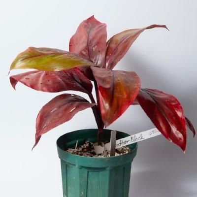 ティTi, Ki - ハワイアン・セレクトショップ | Lani Hawaii (ラニハワイ)