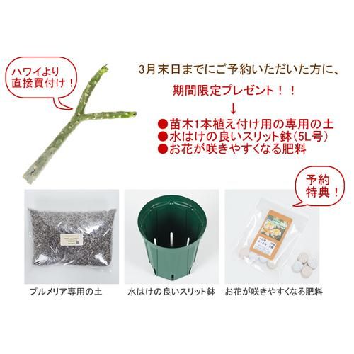 21年予約受付中 Molokai Plumeria Plumeria Kimo キモ プルメリアカット苗 Hgpl 154 ハワイアン雑貨 プルメリアやハワイ植物の通販専門店 Lani Hawaii ラニハワイ 21年予約受付中 Molokai Plumeria Plumeria Kimo キモ プルメリアカット苗 Hgpl 154 ハワイアン雑貨 プルメリアやハワイ植物の通販専門店 Lani Hawaii ラニハワイ