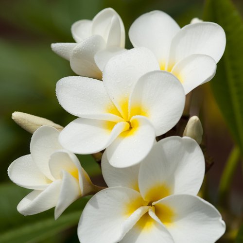 21年予約受付中 Molokai Plumeria Haleiwa White ハレイワ ホワイト プルメリア苗木 Hgpl 152 ハワイアン雑貨 プルメリアやハワイ植物の通販専門店 Lani Hawaii ラニハワイ