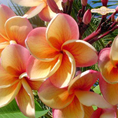 Maui Plumeria Garden India インディア プルメリア鉢植え Hgpl 165h ハワイアン雑貨 プルメリアやハワイ植物の通販専門店 Lani Hawaii ラニハワイ