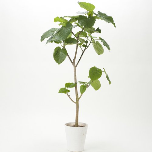 Ficus Umbellata フィカス ウンベラータ 7 5号 約150cm Hgpl 195 ハワイアン雑貨 プルメリアやハワイ植物の通販専門店 Lani Hawaii ラニハワイ