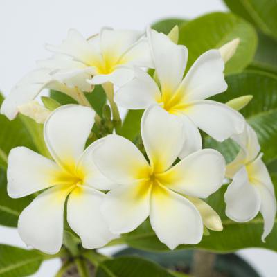 Maui Plumeria GardenSingapore 󥬥ݡΥץꥢȭ(6ȭ)ϡHGPL-227H
