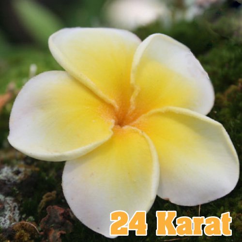 Maui Plumeria Garden 24 Karat 24カラット プルメリア鉢植え Hgpl 252h ハワイアン雑貨 プルメリアやハワイ植物の通販専門店 Lani Hawaii ラニハワイ