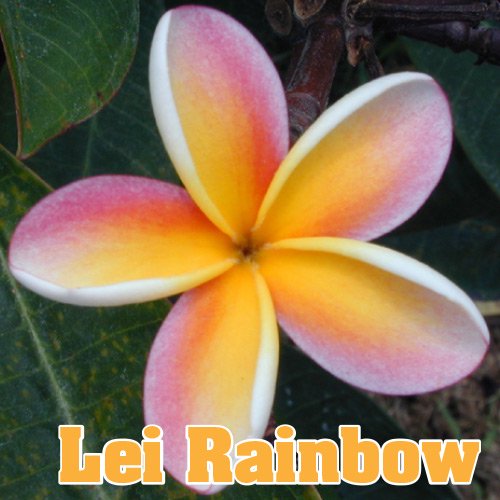 鉢数限定入荷!!!〕【Maui Plumeria Garden】Lei Rainbow／レイ 