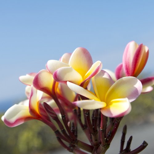 鉢数限定入荷!!!〕【Maui Plumeria Garden】Lei Rainbow／レイレインボー［プルメリア鉢植え］／HGPL-259H☆ -  ハワイアン・セレクトショップ | Lani Hawaii (ラニハワイ)