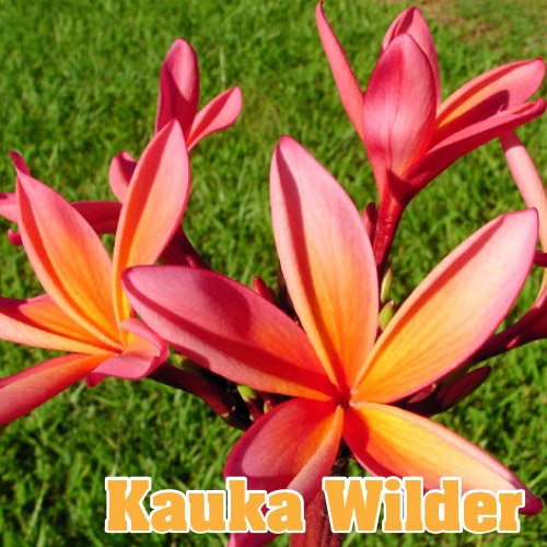 Maui Plumeria Garden】Kauka Wilder／カウカ ワイルダー［プルメリア