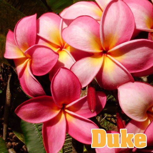 Maui Plumeria Garden Duke デューク プルメリア鉢植え ７号鉢 Hgpl 268h ハワイアン雑貨 プルメリア やハワイ植物の通販専門店 Lani Hawaii ラニハワイ