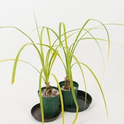 プルメリア、観葉植物の販売・通販：ラニハワイカフェ