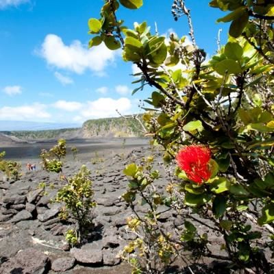 プルメリア、観葉植物の販売・通販：ラニハワイカフェ