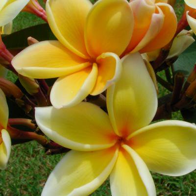 Maui Plumeria Garden】Paul Weissich ／ポールウェッチ［プルメリア