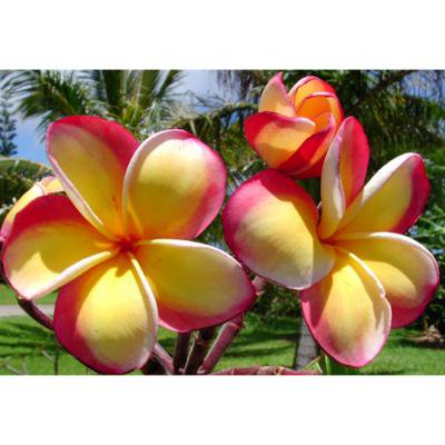 Maui Plumeria Garden】Intense Rainbow／インテンスレインボー