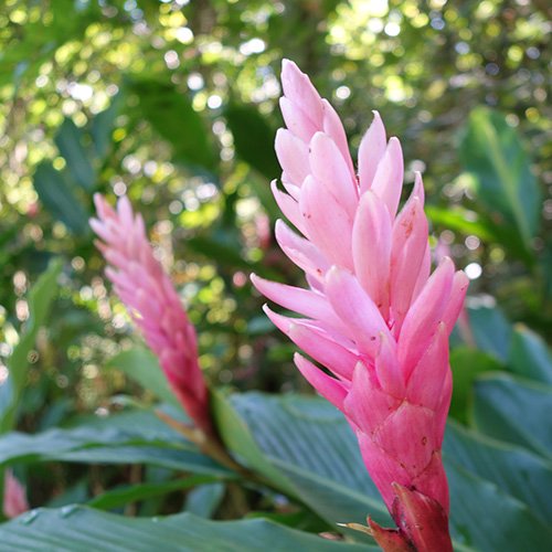 鉢数限定 ピンクジンジャー Pink Ginger 4号 5l号 Hgpl 375 Hgpl 376 ハワイアン雑貨 プルメリアやハワイ植物の通販専門店 Lani Hawaii ラニハワイ