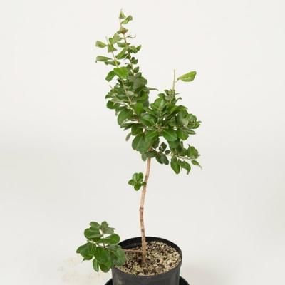 プルメリア、観葉植物の販売・通販：ラニハワイカフェ