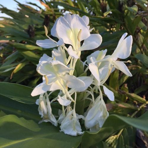 Hana Maui Aroma Oil Hawaiian Aroma ホワイトジンジャー ハワイアン雑貨 プルメリアやハワイ植物の通販専門店 Lani Hawaii ラニハワイ Hana Maui Aroma Oil Hawaiian Aroma ホワイトジンジャー ハワイアン雑貨 プルメリアやハワイ植物の通販専門店 Lani Hawaii ラニハワイ