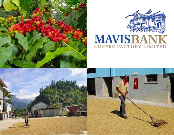 Mavis Bank Coffee Factory Limited（メービスバンク・コーヒーファクトリー社）