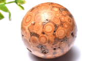 ڣʪۥ ζܼС44mmݶ(դ) ե _CG6424ؤΤߡ