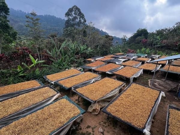 ꥫ  ƥ쥹 ۥ磻ȥϥˡ  濼 200g