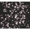 1000 ROBOTA / Du Nicht Er Nicht Sie Nicht (CD)<img class='new_mark_img2' src='https://img.shop-pro.jp/img/new/icons50.gif' style='border:none;display:inline;margin:0px;padding:0px;width:auto;' />