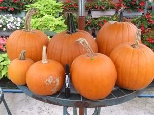 ハロウィンカボチャ 生産販売