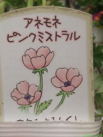 宿根草 多年草 新種 アネモネ ピンクミストラル 花の館webshop フクシア100種 エンジェルストランペットなど生産苗を販売ー 宿根草 多年草 新種 アネモネ ピンクミストラル 花の館webshop フクシア100種 エンジェルストランペットなど生産苗を販売ー