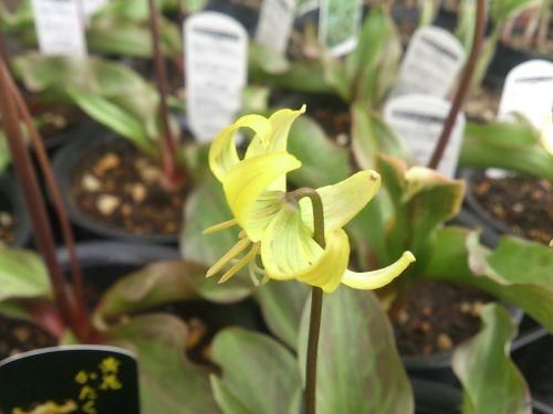 宿根草多年草 人気の黄花 キバナカタクリ 苗 花の館webshop フクシア100種 エンジェルストランペットなど生産苗を販売ー 宿根草多年草 人気の黄花 キバナカタクリ 苗 花の館webshop フクシア100種 エンジェルストランペットなど生産苗を販売ー