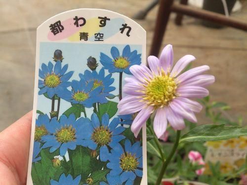 宿根草多年草 都わすれ 苗 ミヤコワスレ 各色 花の館webshop フクシア100種 エンジェルストランペットなど生産苗を販売ー 宿根草多年草 都わすれ 苗 ミヤコワスレ 各色 花の館webshop フクシア100種 エンジェルストランペットなど生産苗を販売ー