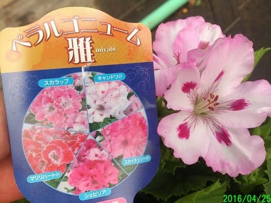 鉢花 育てやすい植物 ペラルゴニウム 雅シリーズ キャンドリ 花の館webshop フクシア100種 エンジェルストランペットなど生産苗を販売ー