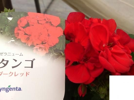 鉢花 育てやすい植物超定番 ゼラニウム タンゴシリーズ 5号鉢 花の館webshop フクシア100種 エンジェルストランペットなど生産苗を販売ー