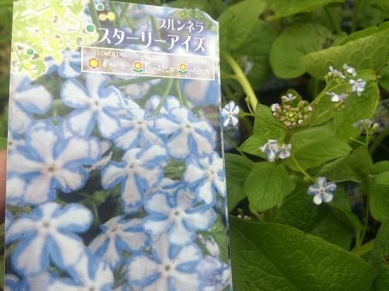 宿根草 多年草 冷蔵 アイス 球根【フルチリア・メレアグレス】３球 早く長く咲く 宿根草 多年草 冷蔵 アイス 球根【フルチリア・メレアグレス】3