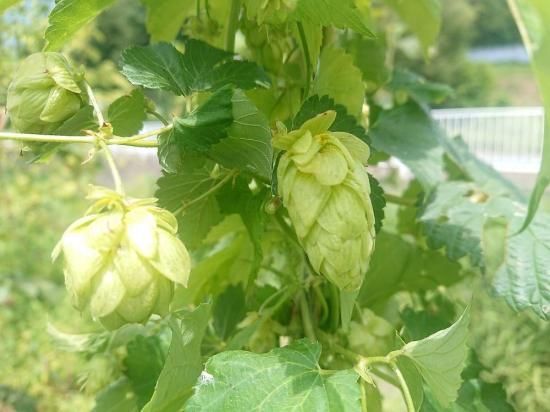 オータムロリホップ苗＊確認用 ホップ苗 ヴィスタ | 極大毬花品種 - 花の館webshop本店 －フクシア等