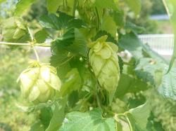 世界のホップ苗販売中