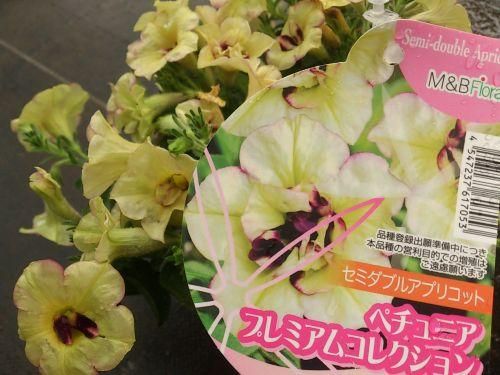 花苗 ペチュニア プレミアムセレクション シリーズ 各種苗 花の館webshop フクシア100種 エンジェルストランペットなど生産苗を販売ー 花苗 ペチュニア プレミアムセレクション シリーズ 各種苗 花の館webshop フクシア100種 エンジェルストランペットなど生産苗を販売ー