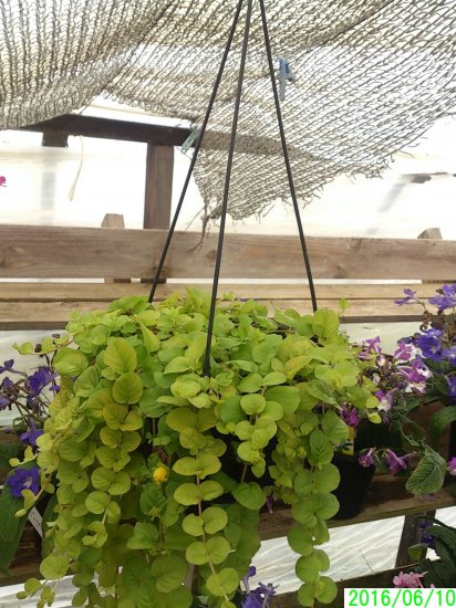 鉢花 【屋外で越冬可能】 リシマキア ヌンムラレアオーレア 吊り鉢 