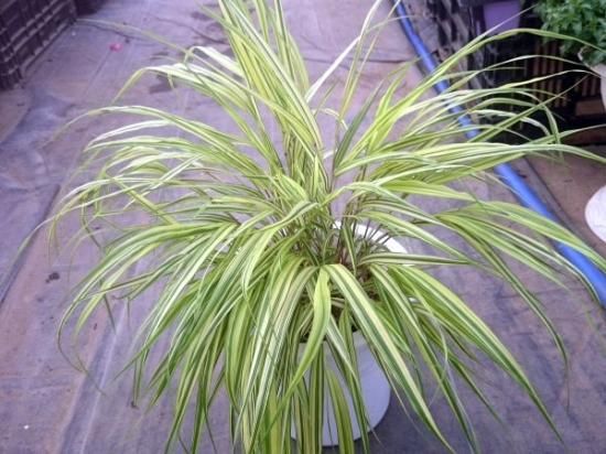 宿根草 多年草 フウチソウ 大苗 花の館webshop フクシア100種 エンジェルストランペットなど生産苗を販売ー 宿根草 多年草 フウチソウ 大苗 花の館webshop フクシア100種 エンジェルストランペットなど生産苗を販売ー