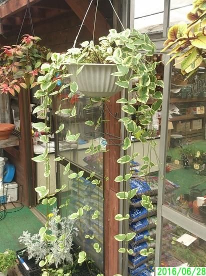 鉢花 すぐに飾れる ツルニチニチソウ 大株 10号吊り鉢 花の館webshop フクシア100種 エンジェルストランペットなど生産苗を販売ー 鉢花 すぐに飾れる ツルニチニチソウ 大株 10号吊り鉢 花の館webshop フクシア100種 エンジェルストランペットなど生産苗を販売ー