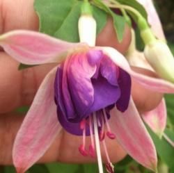 魅惑のフクシア 生産販売